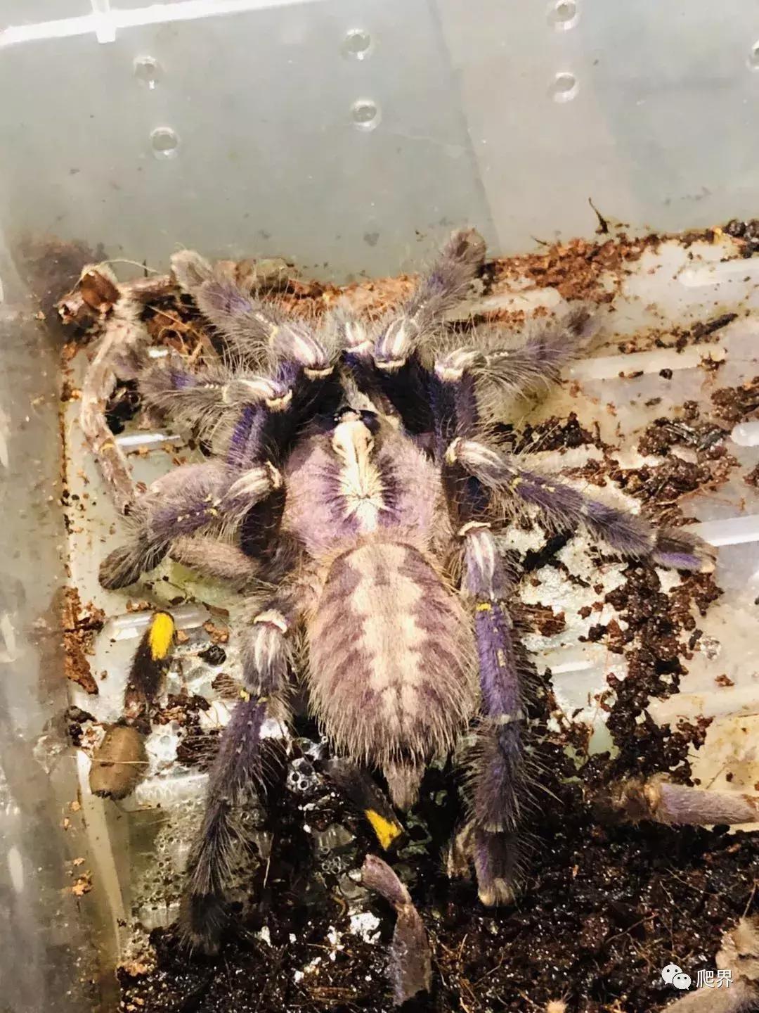 伦敦的爬宠店,隐藏在小区深处的店铺