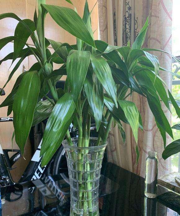 富贵竹黄叶怎么养,富贵竹怎样才能绿油油不黄叶呢