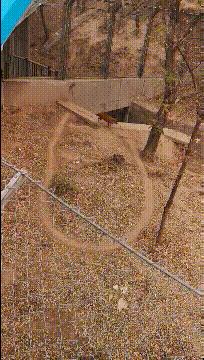 搞笑偷井盖的贼,偷井盖的搞笑图片