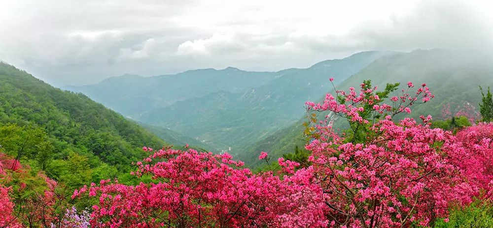 廉价杜鹃,干枝山杜鹃