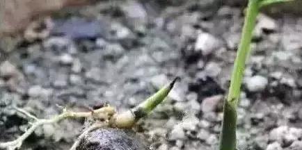 香木手串盘发绿,菩提手串如何快速盘发亮