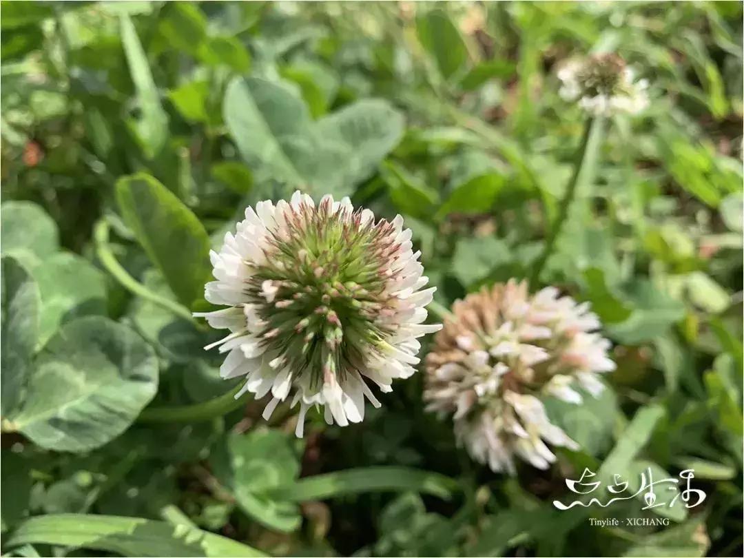 西昌春天一定不能错过的美景,不来黄山你永远不知道有多美