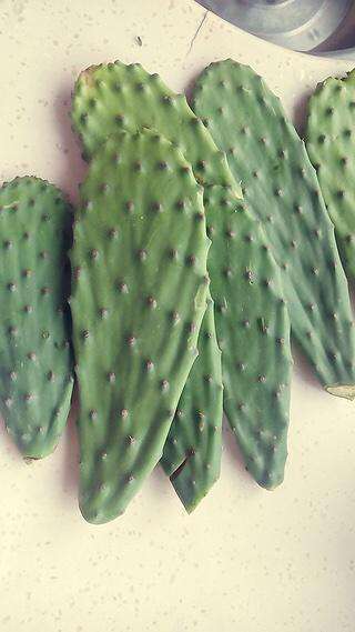 蚕豆花可以治疗猪拉稀吗,仙人掌治猪拉稀吗