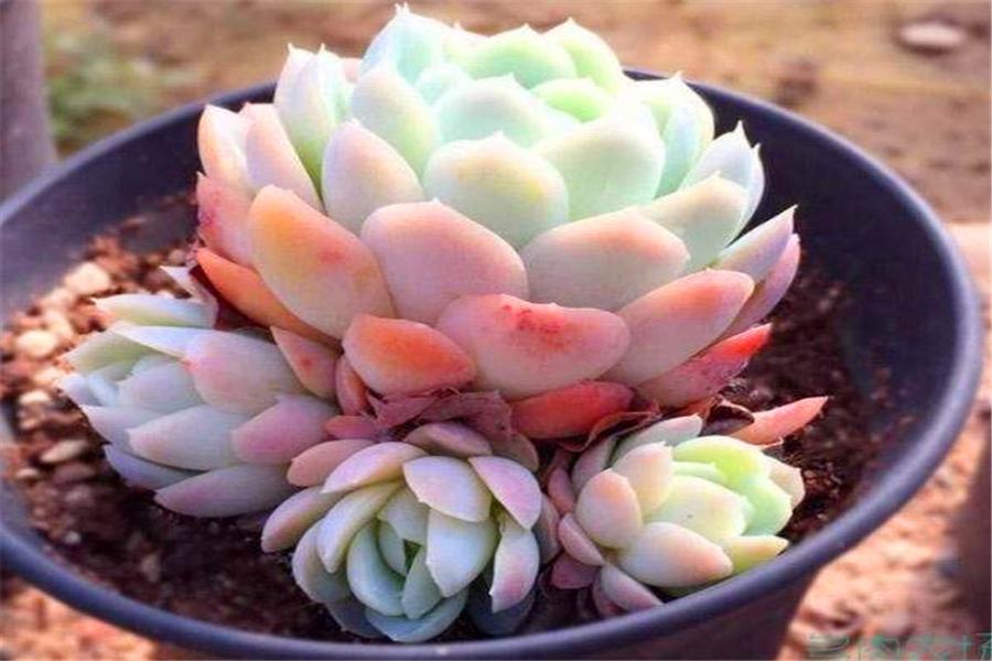 多肉冰梅怎么修成手捧型,把多肉养成像荷花一样