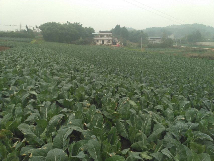 花椰菜黑腐病巧防,花椰菜黑腐病防治技术