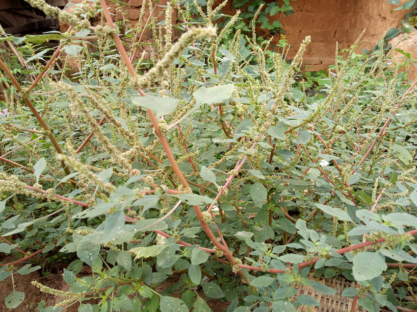 38种常见入侵植物花朵,38种疯狂的入侵植物