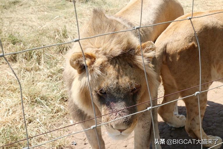 南非养狮业历史 (养狮子9年后重返非洲)