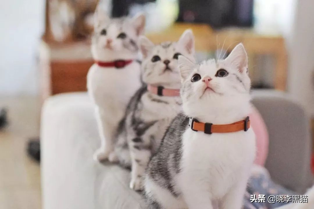 铲屎官们该怎样帮助猫咪过冬,过年猫咪留守攻略