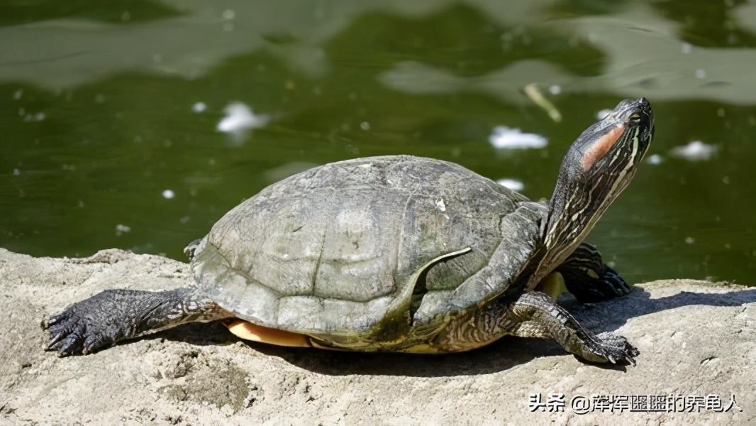 乌龟感冒了怎么治疗好得快,乌龟得了感冒的最佳治疗方法
