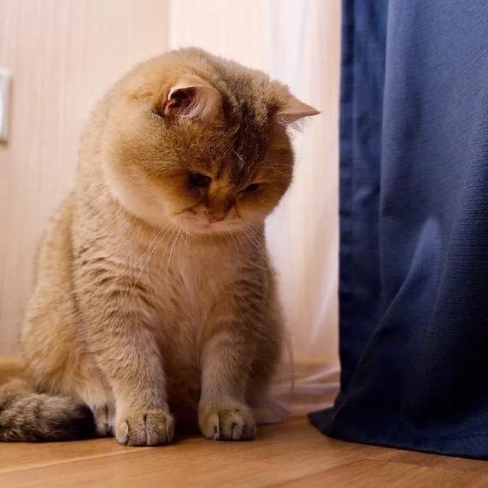 宠物营养与保健课程,宠物营养讲座