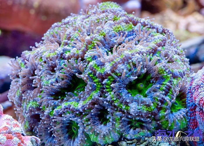 海水缸no3正常指数,海水缸no3高怎么快速降低