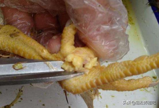 滑液囊支原体用什么治疗,滑液囊支原体症状及治疗方法