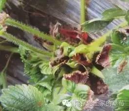 草莓大棚盐害怎么解决,草莓棚土壤板结变疏松的最佳方法