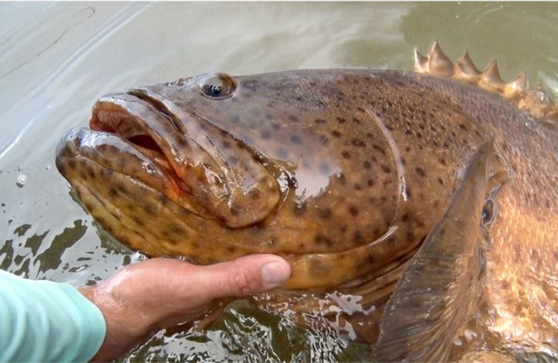 溪流石斑好钓点位置广东清远,小型水库钓溪石斑如何选钓点