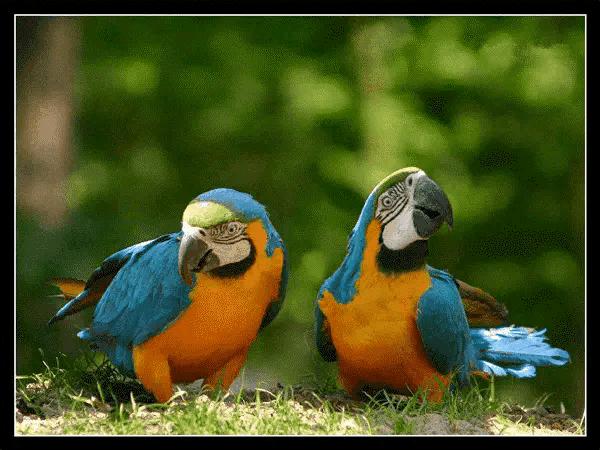 大自然山水花鸟大全,回归自然山水花鸟