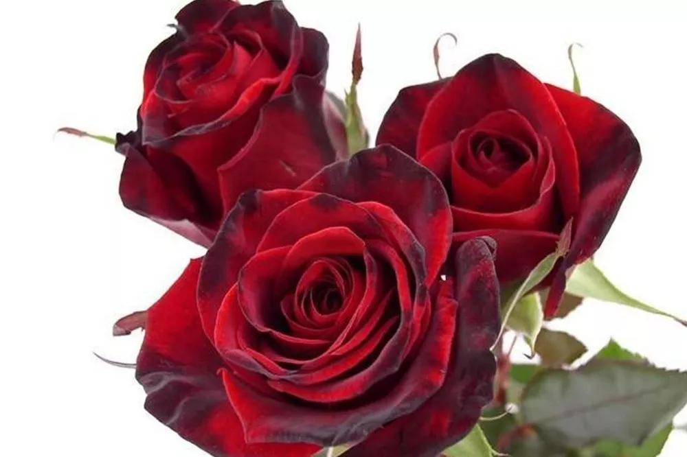 花店必备的5款玫瑰,花店常用的10款玫瑰花是哪些品种