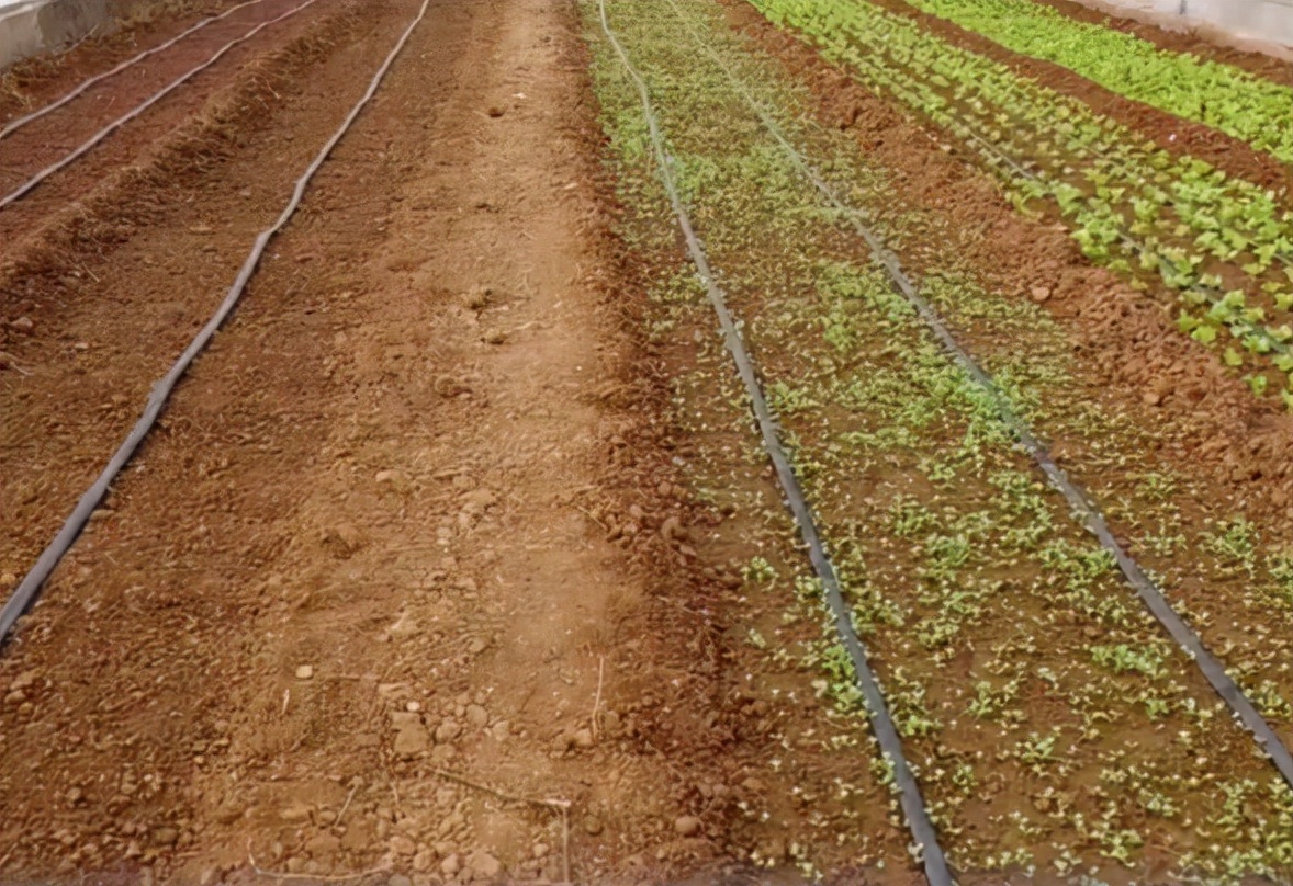 种香菜种子怎样处理,香菜种植前怎样处理出苗快