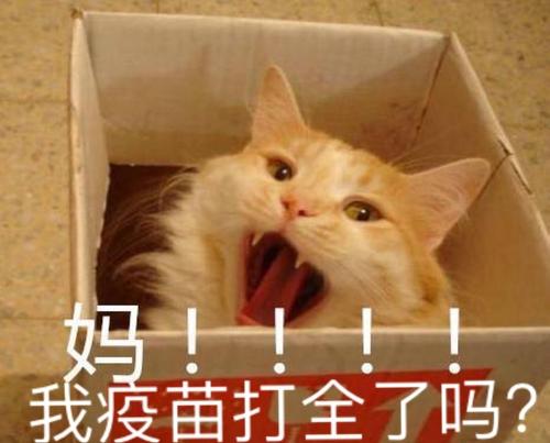 便宜猫抓板有什么危害,做猫抓板和猫爬架