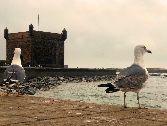 去摩洛哥自由行攻略,摩洛哥游玩自由行攻略