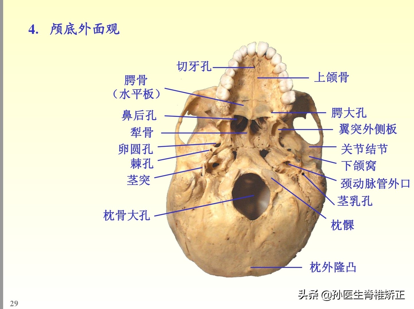 解剖学基础ppt完整版,人体系统解剖学ppt完整版