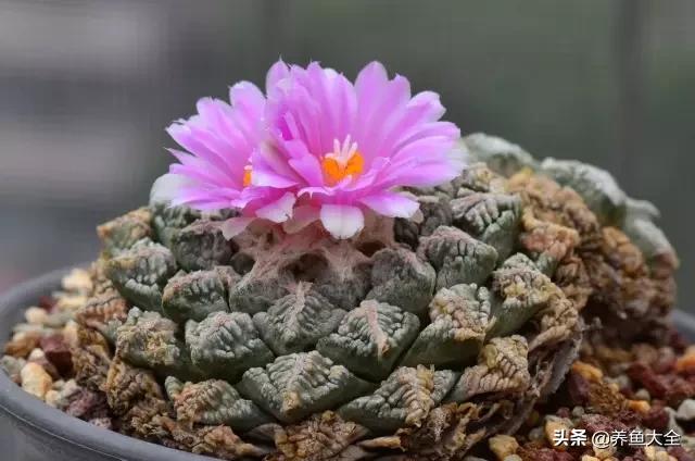 世界名贵花图片大全集,世界上最漂亮名贵的花卉