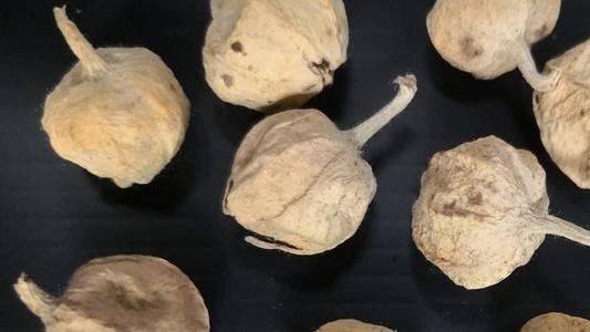 最近发现治糖尿病的中草药,印度治疗糖尿病有什么新药