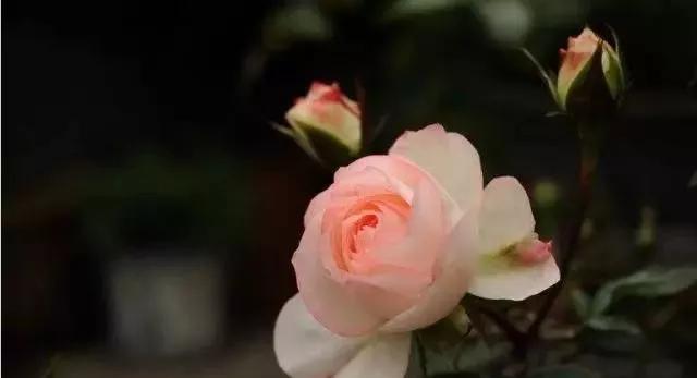 每天学习一点点——100种玫瑰品种科普