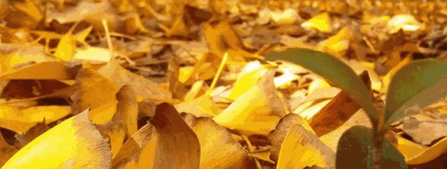 黄色警报响,黄色警报响起