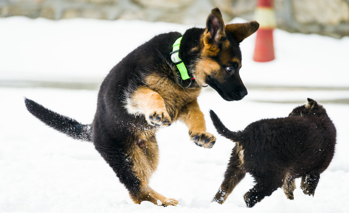 老虎偷小兔的故事,大灰狼偷小猫故事
