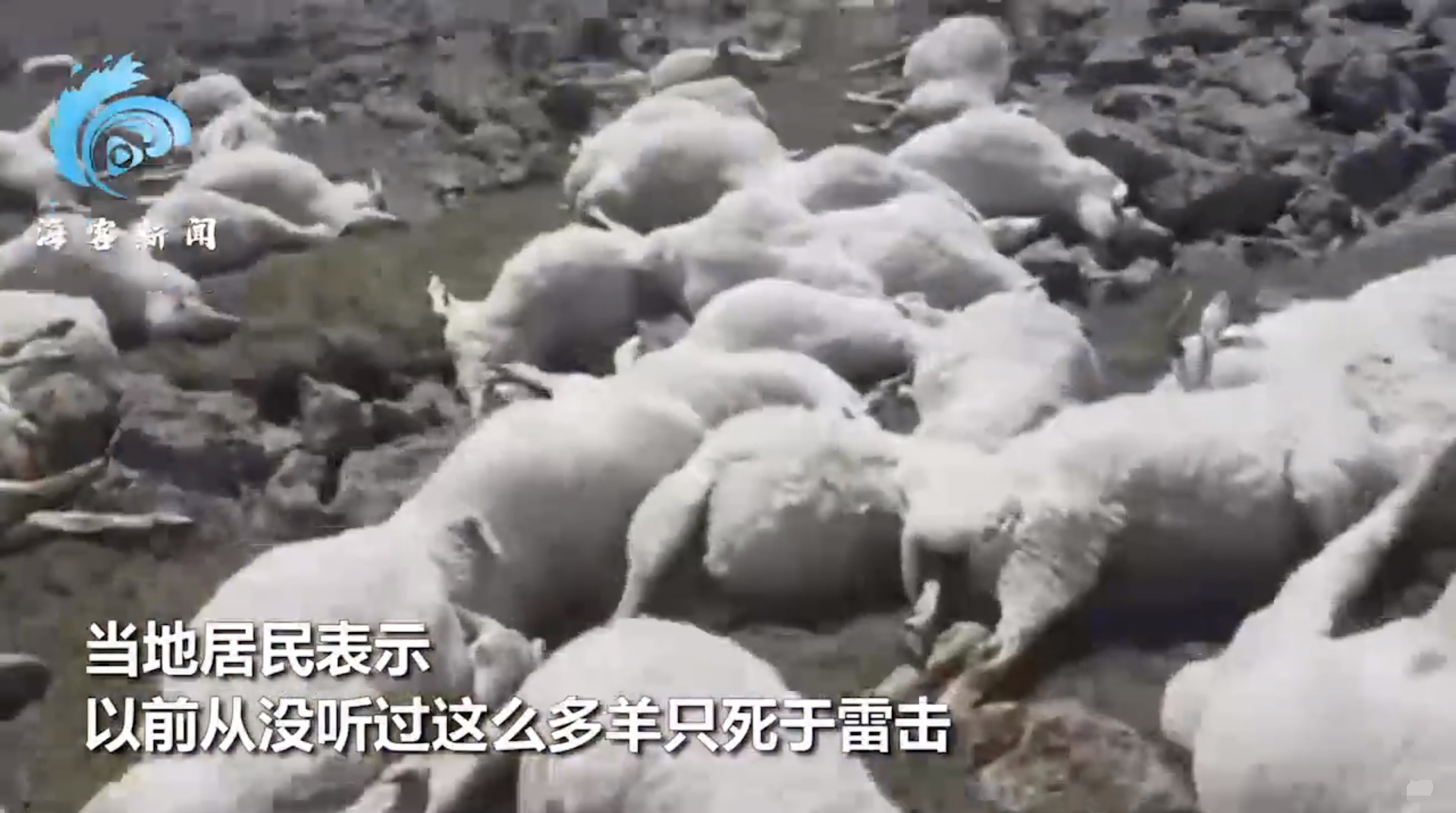 格鲁吉亚550只羊遭雷击死亡,格鲁吉亚羊吃草被雷击