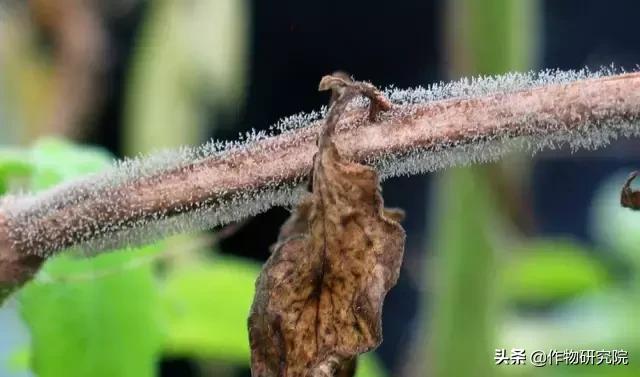 马铃薯病害知识与防治书籍,马铃薯黑胫病病害及防治方法