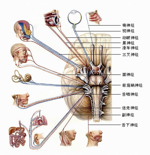 脑脱髓鞘病,神经脱髓鞘