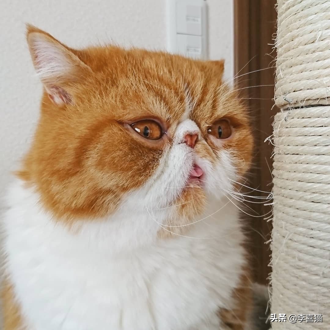 辟谣猫咪并非黑夜都能看得清,猫咪流泪跟猫粮有关吗