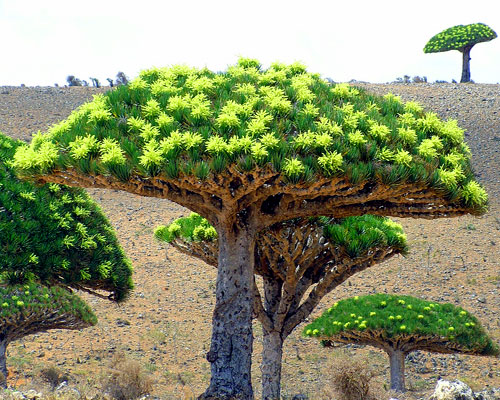 世界上10大最奇特的植物,世界上最奇特的植物叫什么名字