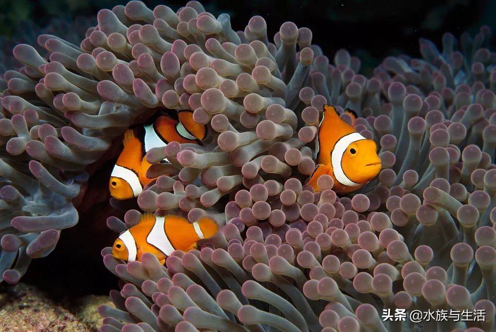 安纳塔汉女王真实身份,安纳塔汉岛女王多大了