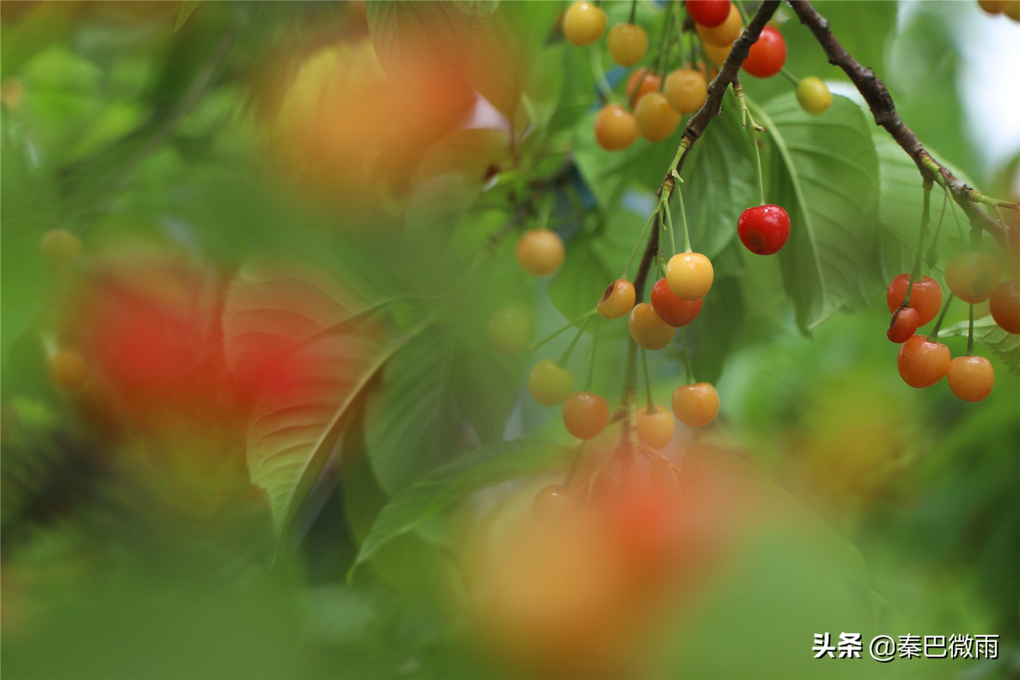 安康旬阳段家河樱桃湾,旬阳市段家河镇樱桃熟了