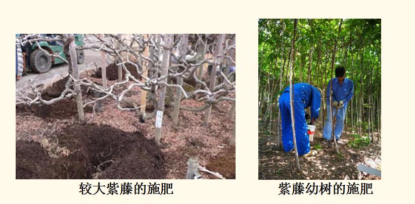 长穗紫藤花的养殖方法,紫藤花日常养护知识点