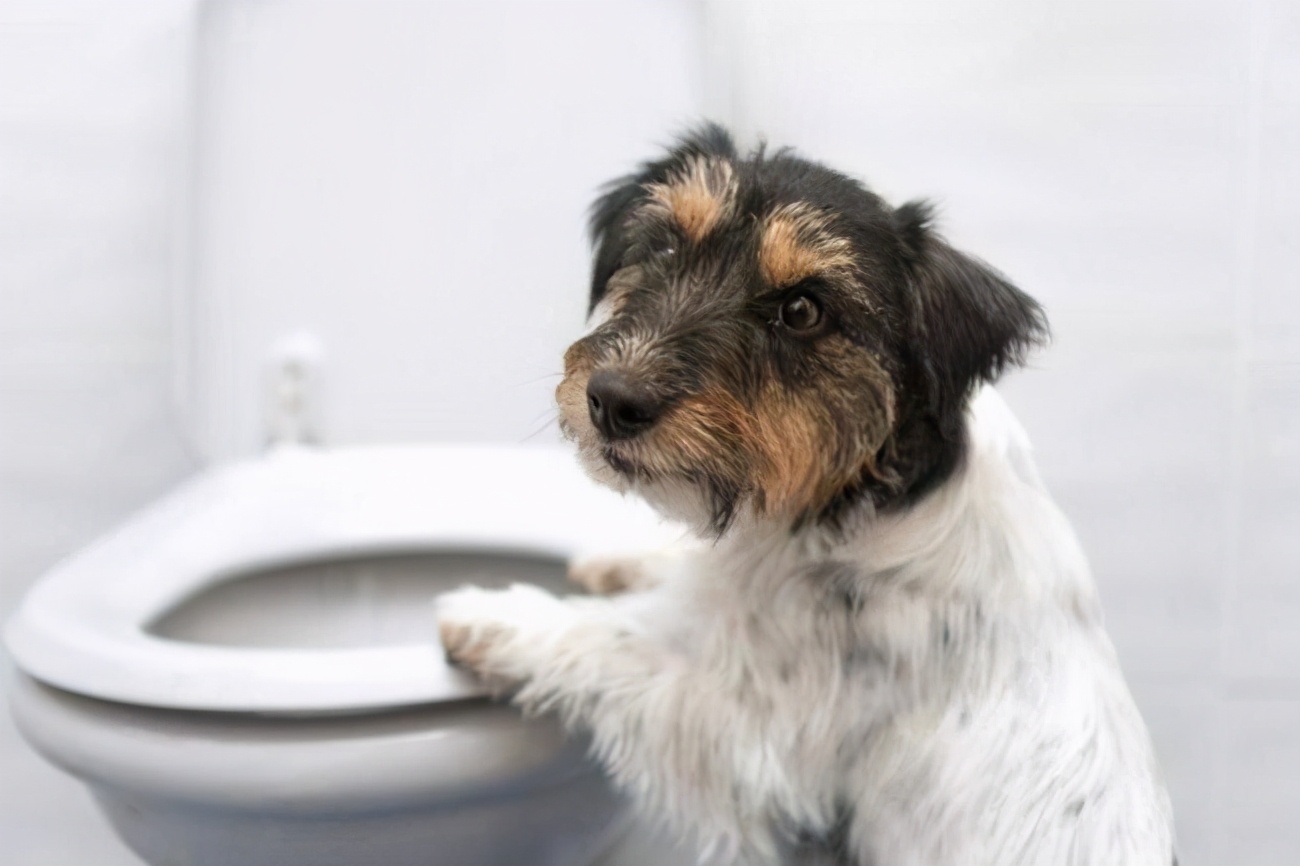 狗狗拉软便便吃什么药,怎么让狗狗不吃自己的便便