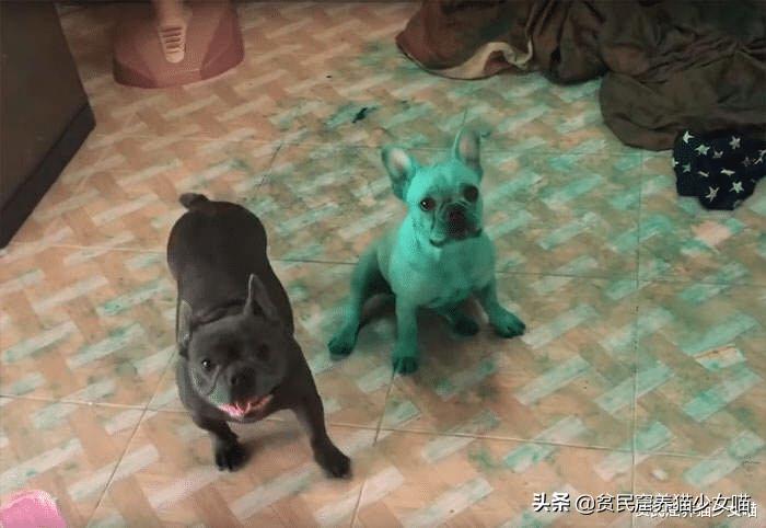 哎呀妈呀，法斗绿了，绿得好均匀，这就是宠物界的绿巨人？