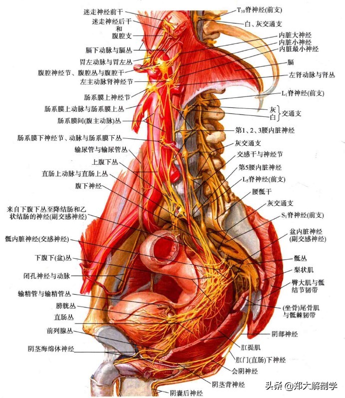 盆神经是副交感神经吗,交感神经的位置