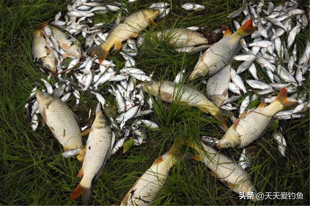 钓鱼怎样避开小鱼闹钩,野钓遭遇大鱼如何避免折钩断线