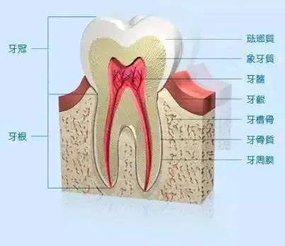 为什么牙齿矫正医生建议拔牙,牙齿矫正医生说要拔牙有的说不拔