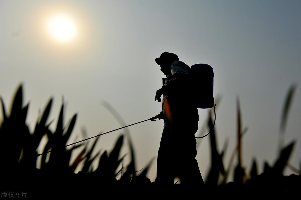 记住这个口诀施肥不用愁,冲施尿素加啥利用率高