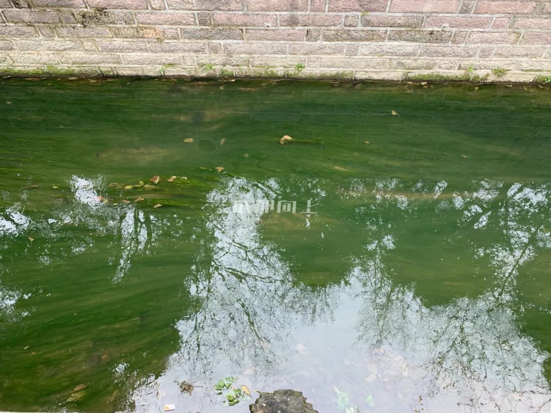 成都绿道风景美如画,成都周边哪条河边绿道最美