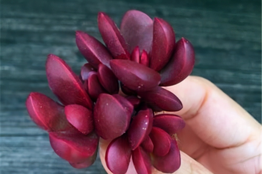 蝴蝶之舞锦多肉状态图,3种好看又好养的多肉你能不入手