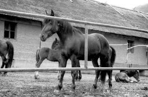 让晁盖送命的照夜玉狮子是个啥来头它的同类可是金国崛起的关键