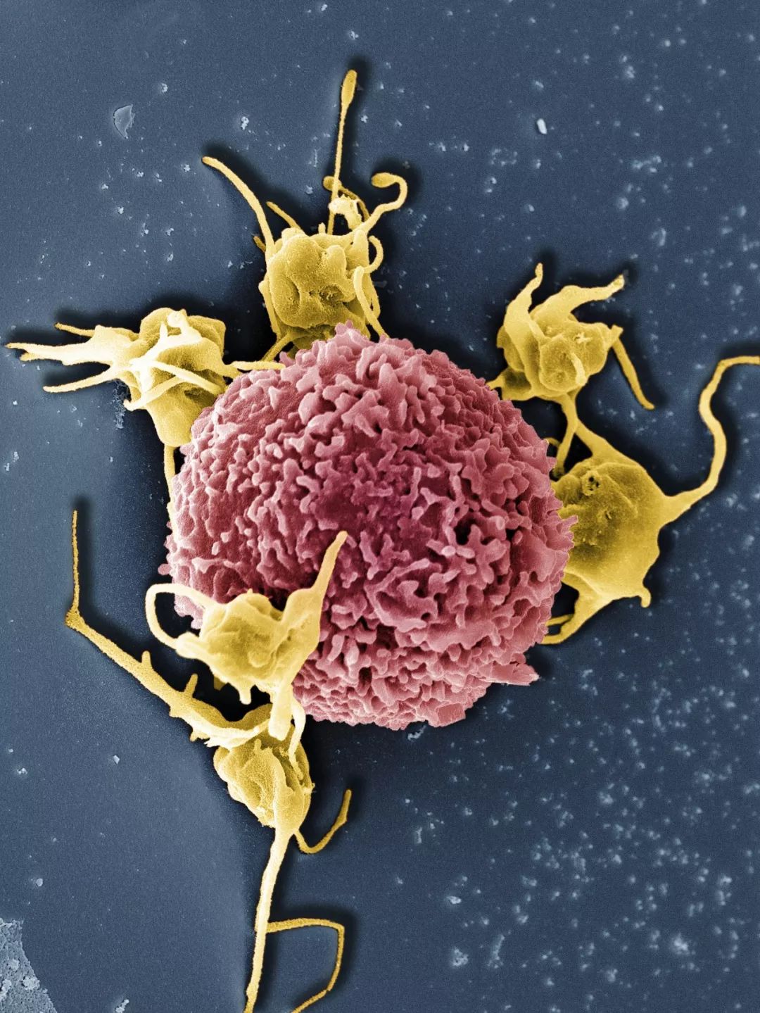 感染病毒后的168小时，你的体内都发生了什么？