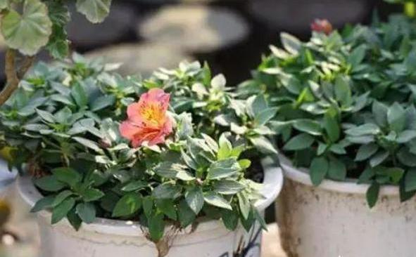 花盆里生虫子用什么药可治,花盆里生蚯蚓什么前兆