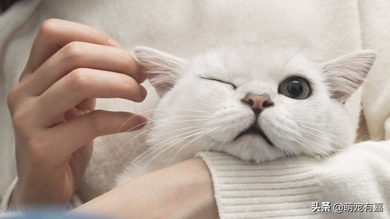 猫咪科学喂养不影响健康,猫真的不能吃素食吗