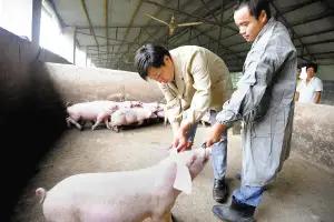 猪出现不吃打针不管用,猪不吃食怎么办打什么药